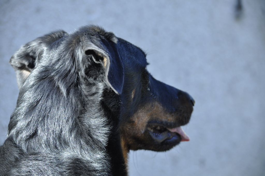 des Gaillards des Terres Froides - Nouvelles photos de nos beaucerons