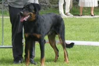 des Gaillards des Terres Froides - Journée Beauceronne de Mérignac