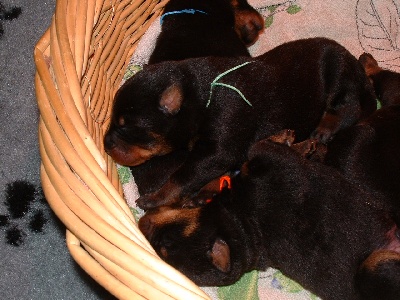 des Gaillards des Terres Froides - Un panier de petits beaucerons 