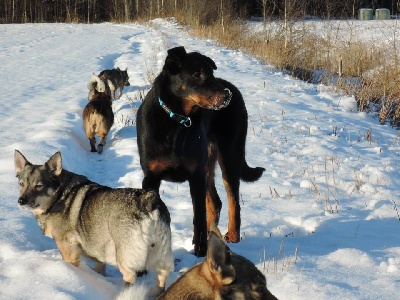 des Gaillards des Terres Froides - Beaucerons sur glace