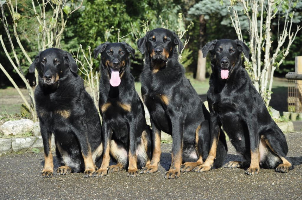 des Gaillards des Terres Froides - La team