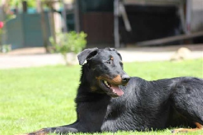 des Gaillards des Terres Froides - Journée Beauceronne de Soissons