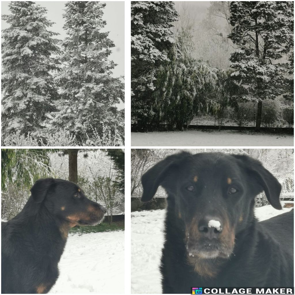 des Gaillards des Terres Froides - Sous la neige de printemps