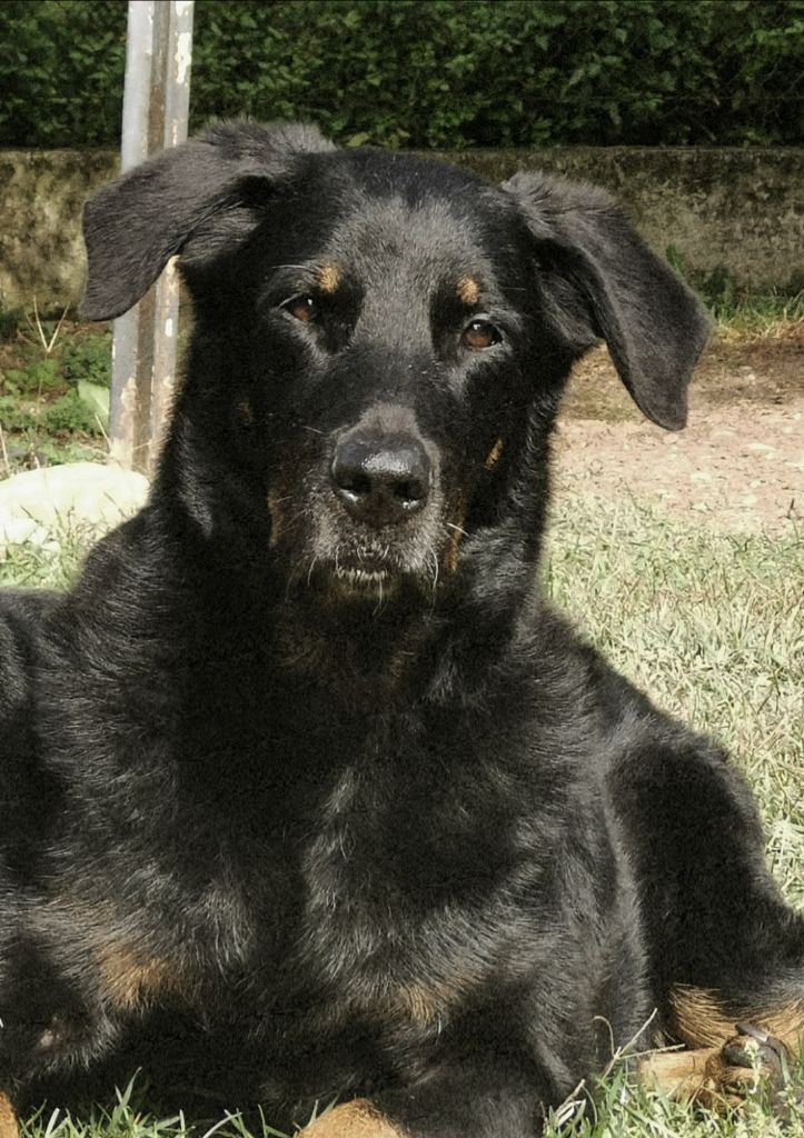 des Gaillards des Terres Froides - Une belle poupée de 11 ans