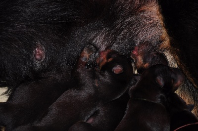 des Gaillards des Terres Froides - Les bébés de CHE et Drago sont nés