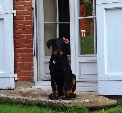 des Gaillards des Terres Froides - IGOR le beau !!