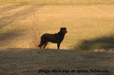 des Gaillards des Terres Froides - Résultats des petits descendants de Rocco ce week end