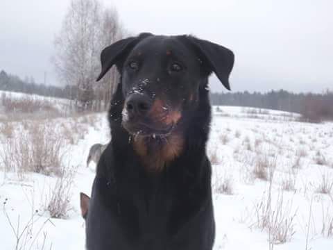 des Gaillards des Terres Froides - IHKU 18 mois dans la neige de Finlande