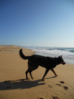 des Gaillards des Terres Froides - Thais à la plage !!!!!