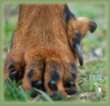 des Gaillards des Terres Froides - Nationale d'Elevage  du beauceron 2015