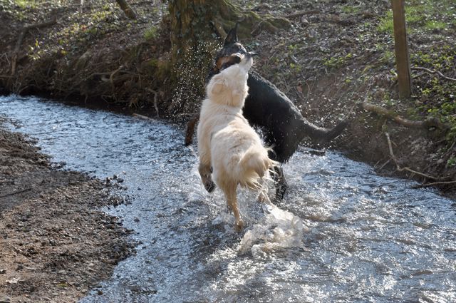 des Gaillards des Terres Froides - En promenade avec IN'DY