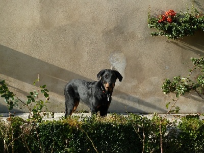 des Gaillards des Terres Froides - Les 5 mois d'IGOR