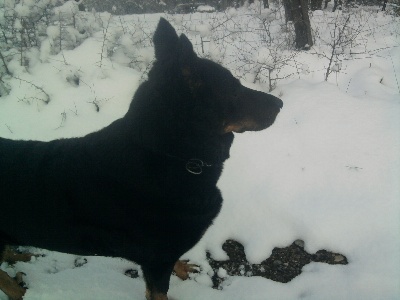 des Gaillards des Terres Froides - THEA dans la neige