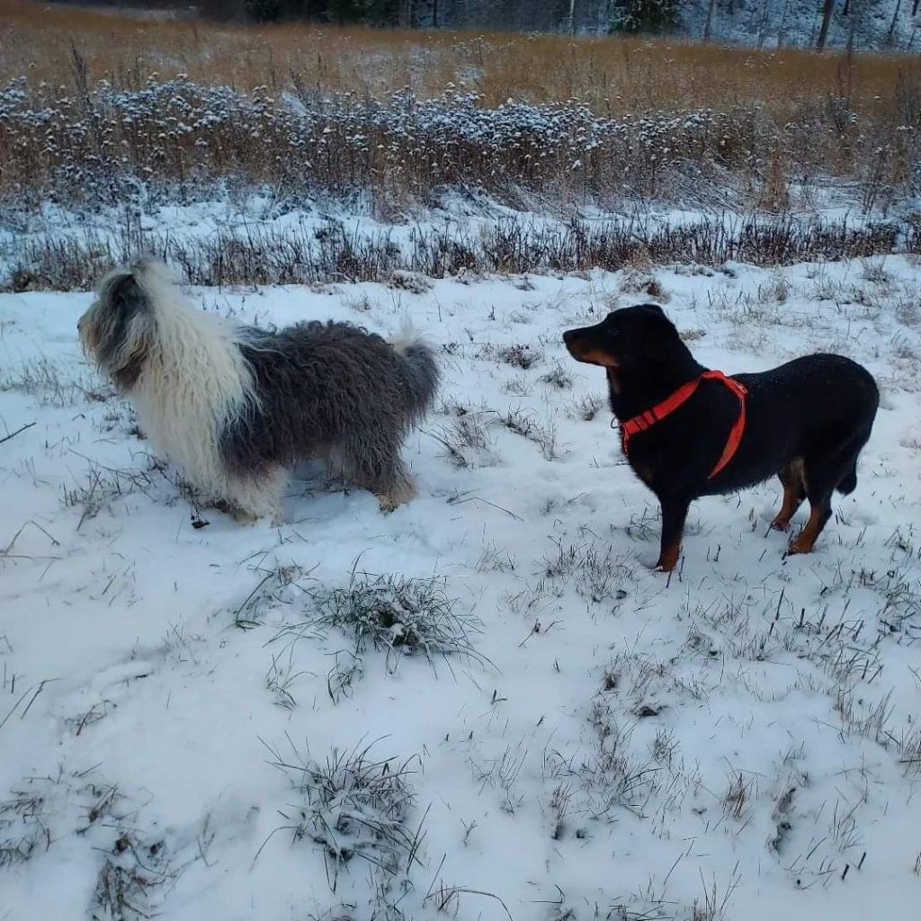 des Gaillards des Terres Froides - IHKU Ballade dans la neige de Finlande 