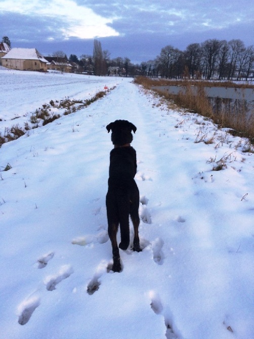 des Gaillards des Terres Froides - IGOR, ses 18 mois