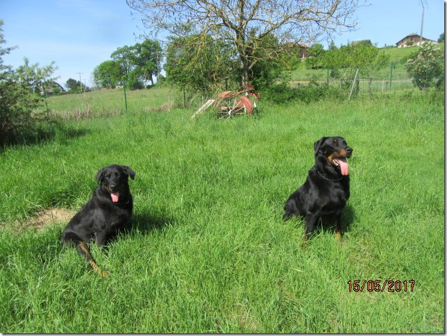 des Gaillards des Terres Froides - GUELIA et GOLIATH, soeur et frère de GUESS