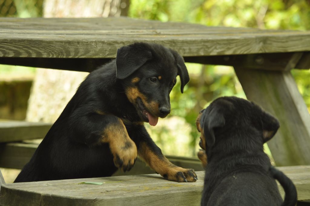 des Gaillards des Terres Froides - NINA et NOX  !