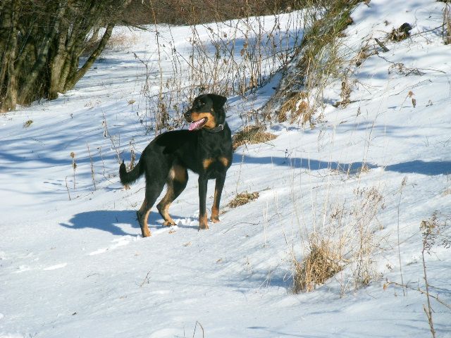 des Gaillards des Terres Froides - Aurevoir CORA