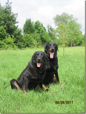 des Gaillards des Terres Froides - GUELIA et GOLIATH en balade