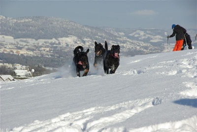 des Gaillards des Terres Froides - GUELIA !!!! GOLIATH !!!!!!!