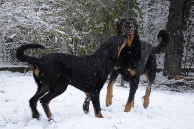 des Gaillards des Terres Froides - Sa toute première neige !!!