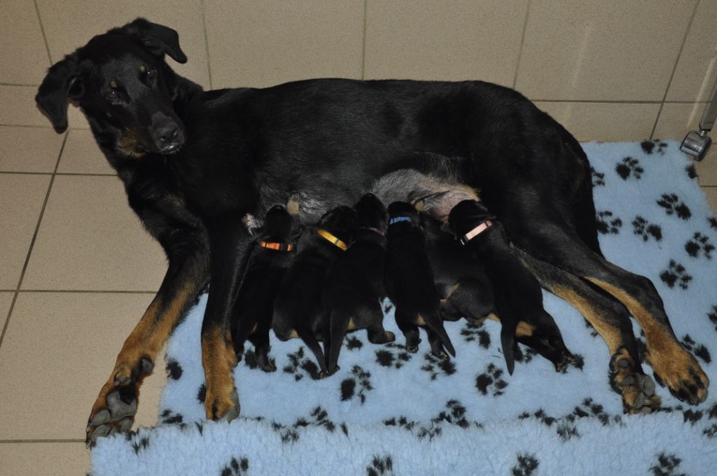 des Gaillards des Terres Froides - Les bébés ont 10 jours