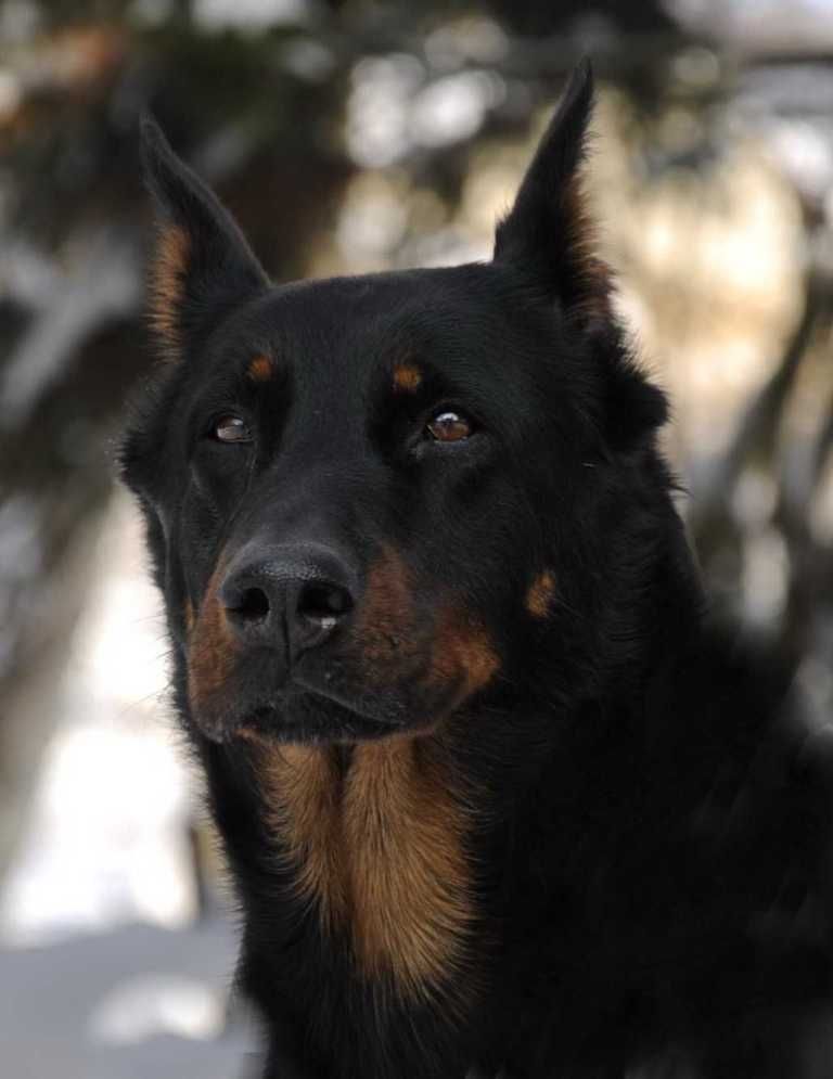 des Gaillards des Terres Froides - Lettre à mon chien