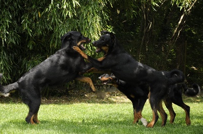 des Gaillards des Terres Froides - Nouvelles photos des gamins a 4 pattes