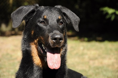 des Gaillards des Terres Froides - Journée Beauceronne de la Begude de Mazenc