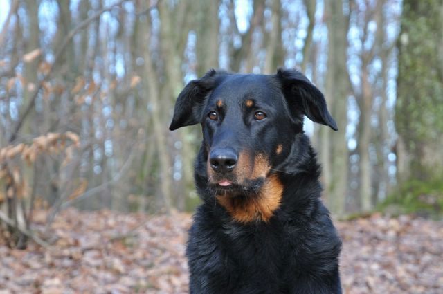 des Gaillards des Terres Froides - Le belle IN'DY