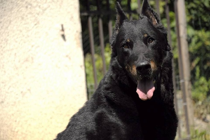 des Gaillards des Terres Froides - WORLD DOG SHOW 2015 