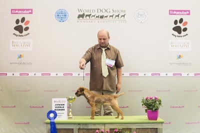 Glen mara - World Dog Show Budapest 2013