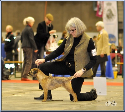 Glen mara - Bruxelles Dog Show 17/12/2011