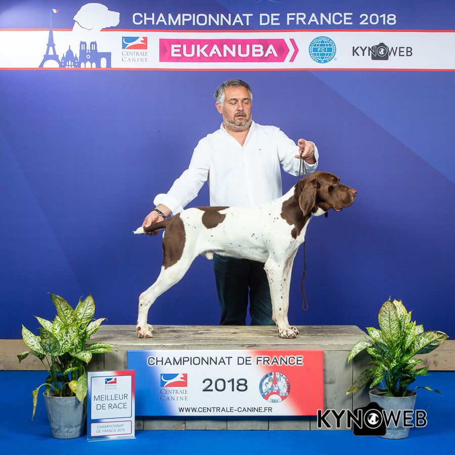 du Milobre de Bouisse - Mosquitos du Milobre de Bouisse CACS CACIB Championnat de France 2018