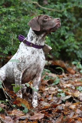 du Milobre de Bouisse - Résultats de nos chiens depuis 2005