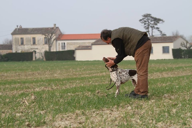 du Milobre de Bouisse - Résultats de nos Braque Français Field de Printemps en Lauraguais