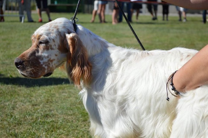 du Milobre de Bouisse - Nationale d'élevage Setter Anglais 2016 Combronde