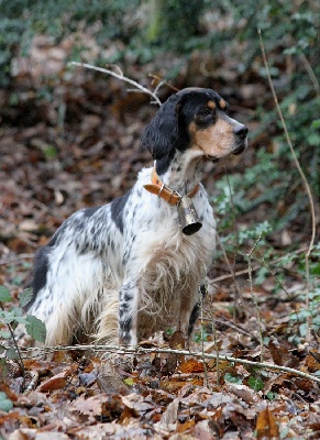 du Milobre de Bouisse - Résultats de nos chiens depuis 2005