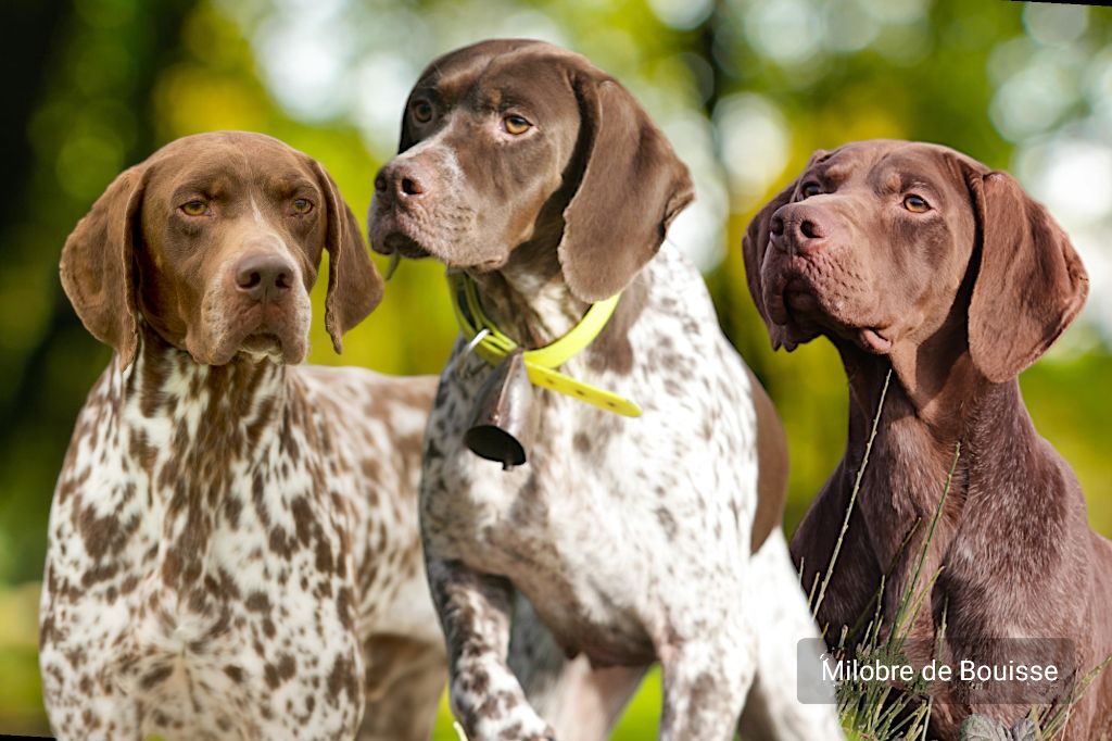 du Milobre de Bouisse - Les grands chiens ne sont pas un hasard.....