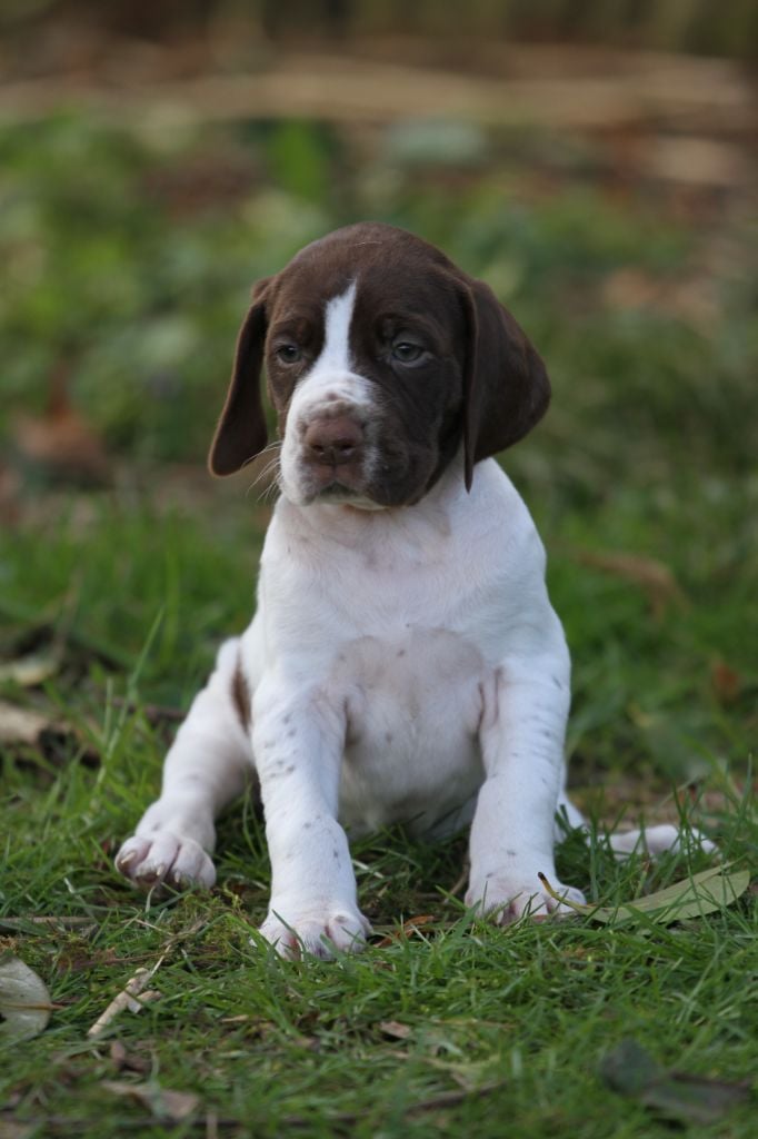 du Milobre de Bouisse - Chiots disponibles - Braque français, type Gascogne (grande taille)