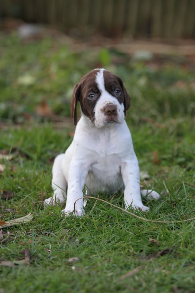 du Milobre de Bouisse - Chiots disponibles - Braque français, type Gascogne (grande taille)