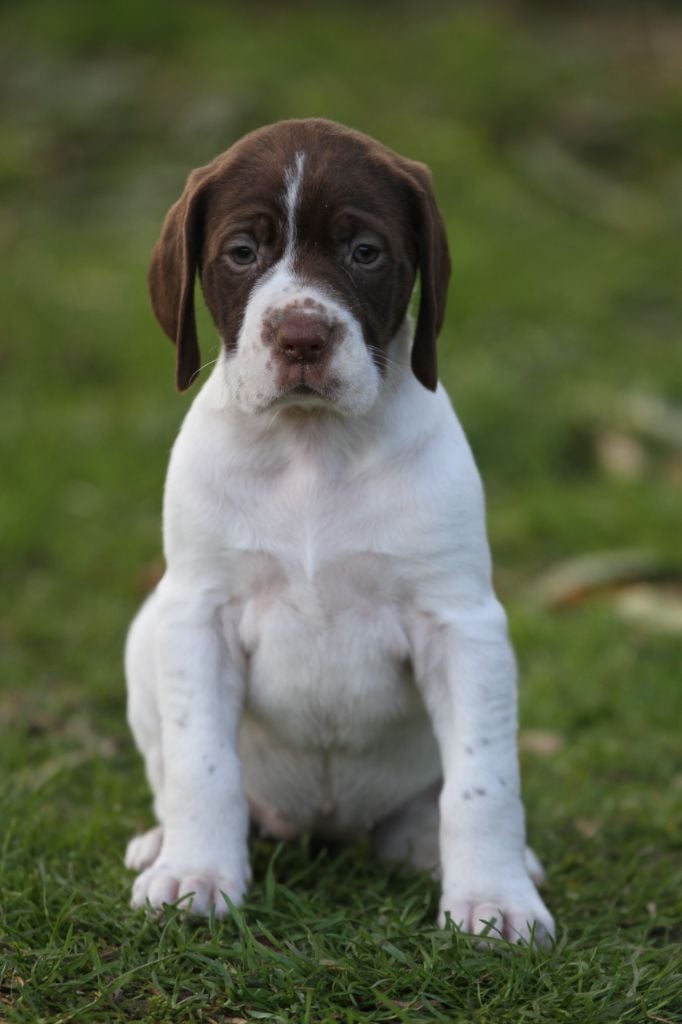 du Milobre de Bouisse - Chiots disponibles - Braque français, type Gascogne (grande taille)