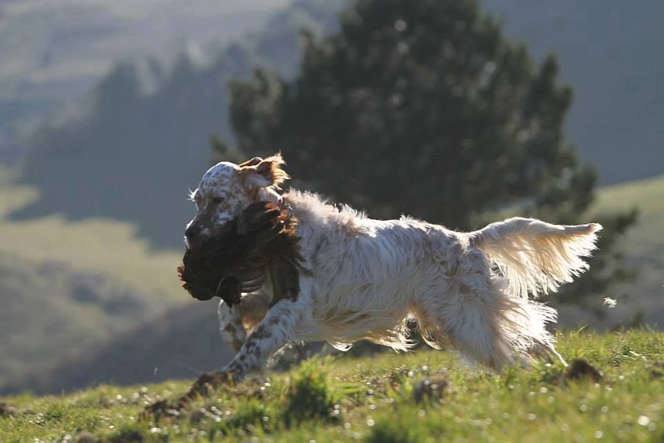 du Milobre de Bouisse - Setter Anglais - Portée née le 21/11/2021