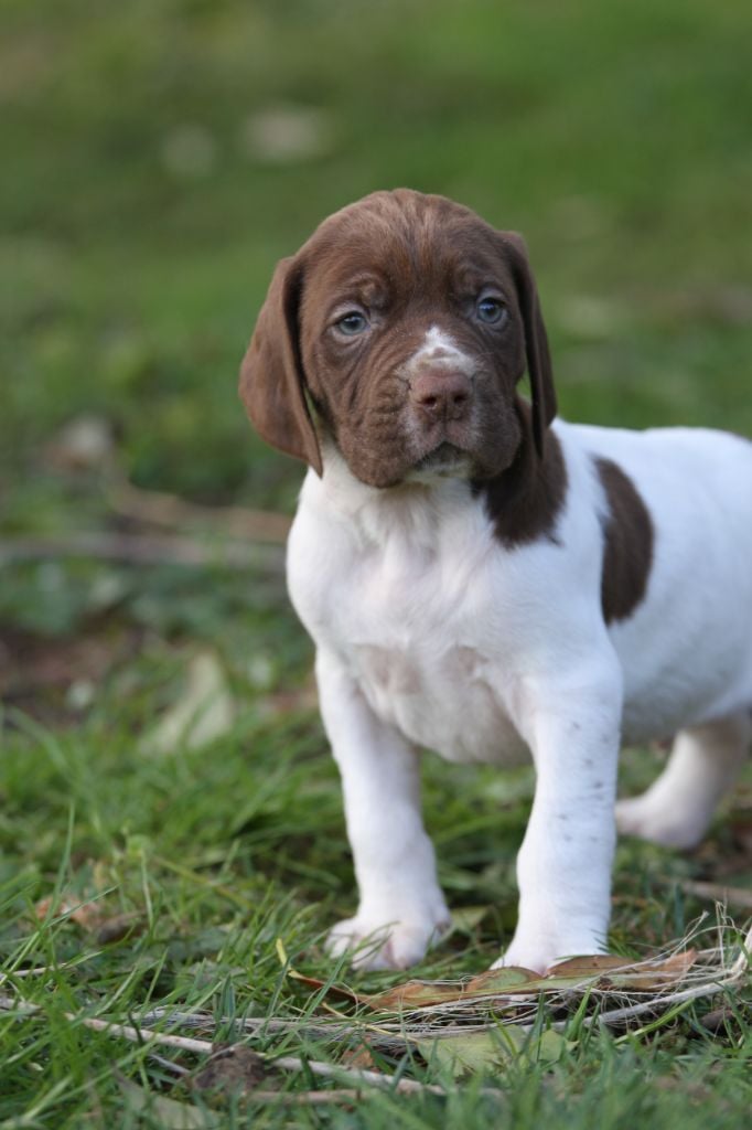 du Milobre de Bouisse - Chiots disponibles - Braque français, type Gascogne (grande taille)