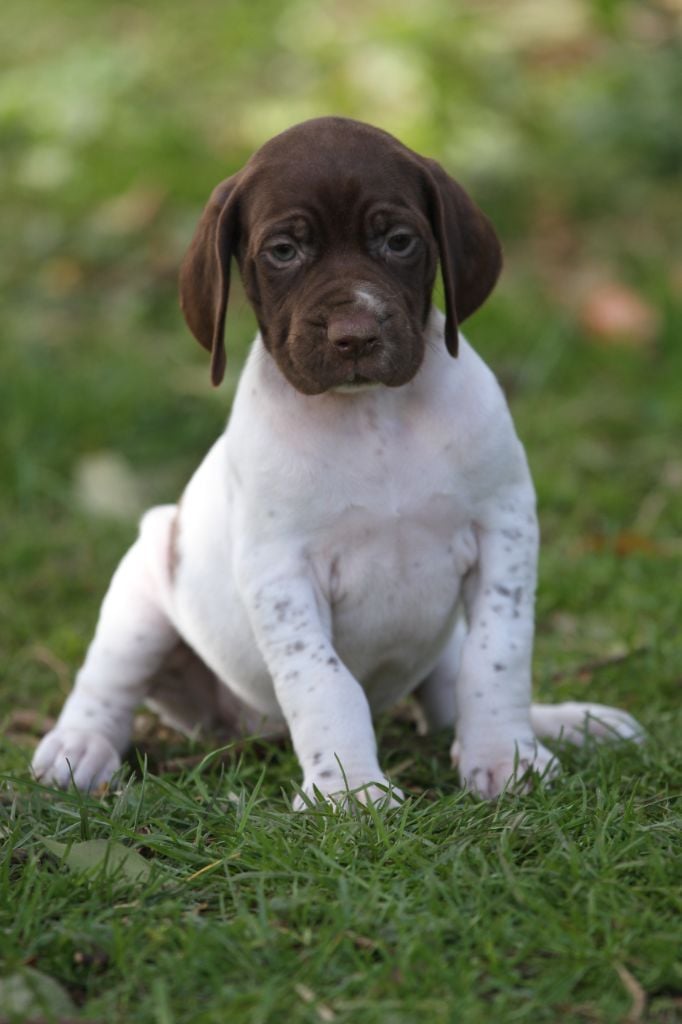 du Milobre de Bouisse - Chiots disponibles - Braque français, type Gascogne (grande taille)