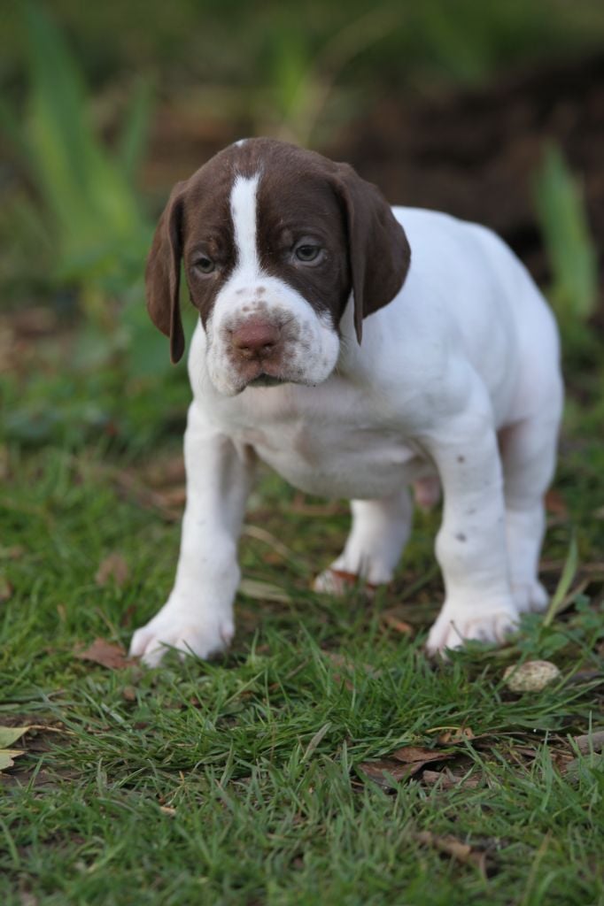 du Milobre de Bouisse - Chiots disponibles - Braque français, type Gascogne (grande taille)