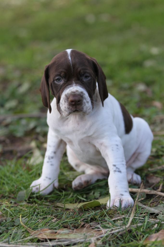 du Milobre de Bouisse - Chiots disponibles - Braque français, type Gascogne (grande taille)