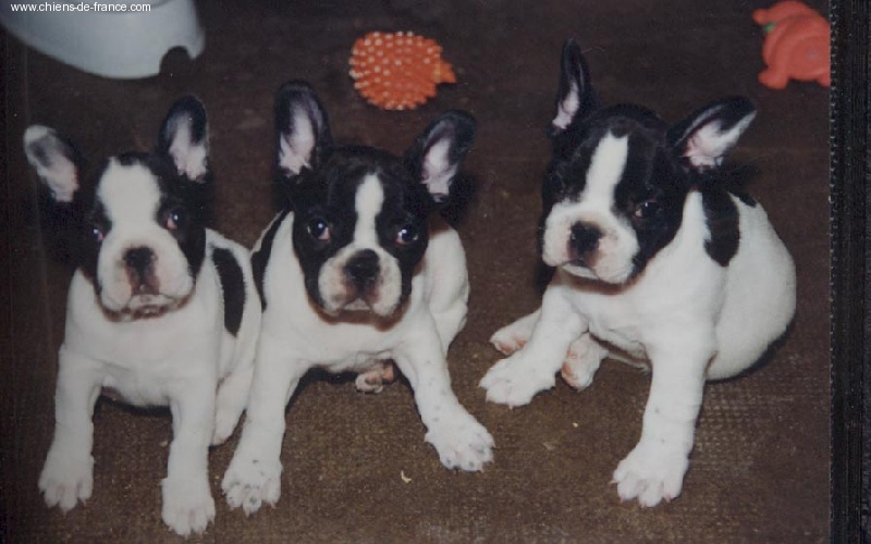 Chiot Bouledogue français des Cabots du Cambre D'Aze