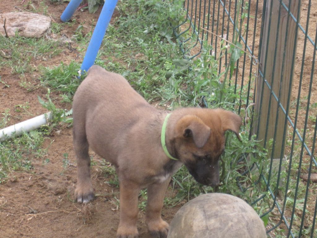 De lilo pyrrhate - Chiots disponibles - Berger Belge