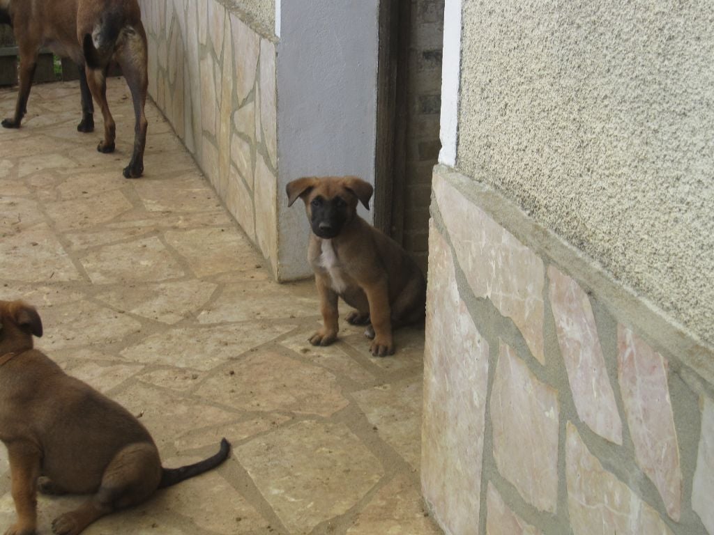 De lilo pyrrhate - Chiots disponibles - Berger Belge